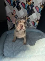 Isabella Tan Merle male, a male French Bulldog for sale in New Baltimore, MI – 3 of 7