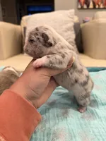 Augustus - Husky Blue Merle, a male French Bulldog for sale in New Baltimore, MI – 2 of 3
