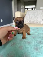 Ginny, a female French Bulldog for sale in New Baltimore, MI – 2 of 4