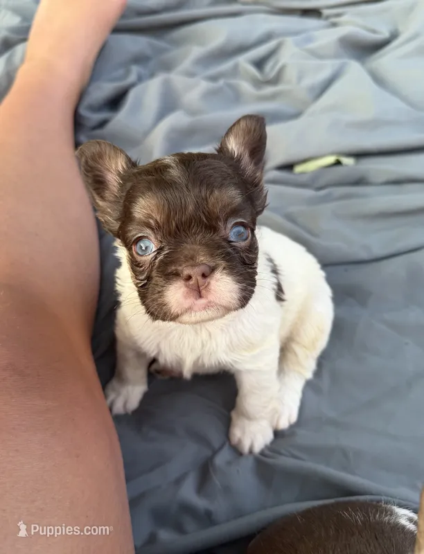 Rojo tan pied fluffy female – French Bulldog puppy for sale in New Baltimore, MI