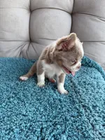 Caesar - Fluffy Husky Newshade Isabella , a male French Bulldog for sale in New Baltimore, MI – 4 of 8