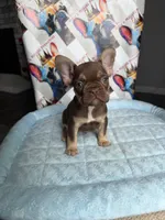 Rojo tan male, a male French Bulldog for sale in New Baltimore, MI – 3 of 8