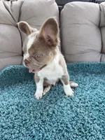 Caesar - Fluffy Husky Newshade Isabella , a male French Bulldog for sale in New Baltimore, MI – 6 of 6