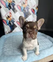 Rojo tan pied male, a male French Bulldog for sale in New Baltimore, MI – 2 of 5