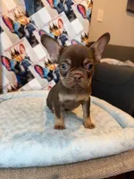 Rojo and tan male, a male French Bulldog for sale in New Baltimore, MI – 2 of 8
