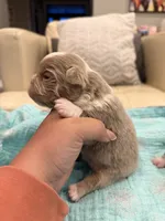 Caesar - Fluffy Husky Newshade Isabella , a male French Bulldog for sale in New Baltimore, MI – 2 of 3