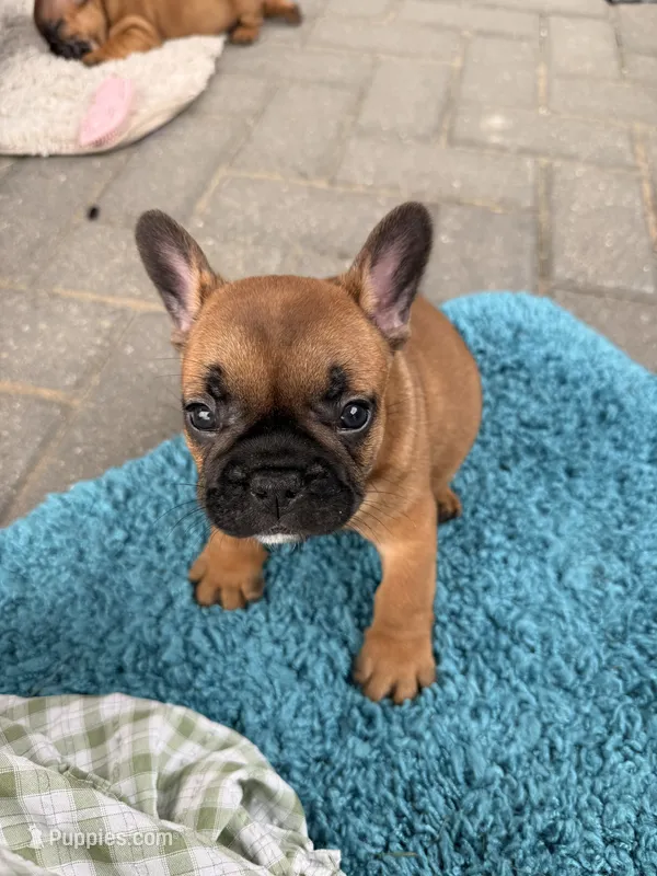 George – French Bulldog puppy for sale in New Baltimore, MI