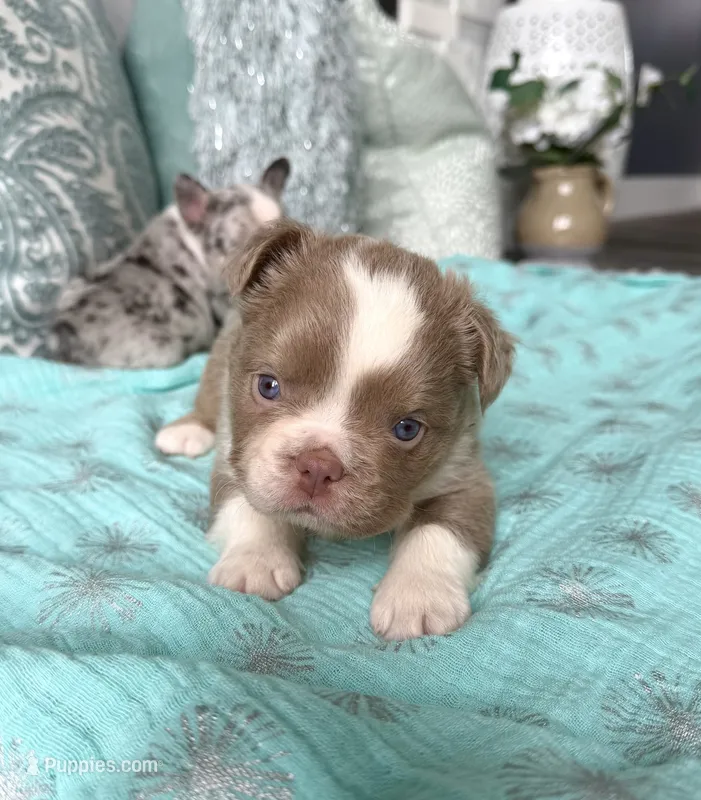 Caesar - Fluffy Husky Newshade Isabella  – French Bulldog puppy for sale in New Baltimore, MI