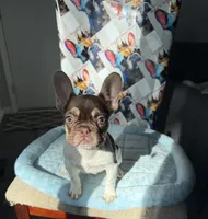 Rojo tan pied male, a male French Bulldog for sale in New Baltimore, MI – 1 of 8