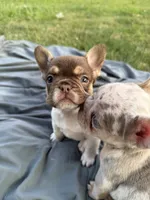 Rojo tan pied male, a male French Bulldog for sale in New Baltimore, MI – 5 of 5