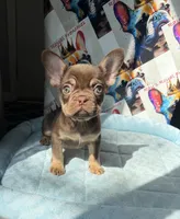 Rojo and tan male, a male French Bulldog for sale in New Baltimore, MI – 6 of 8