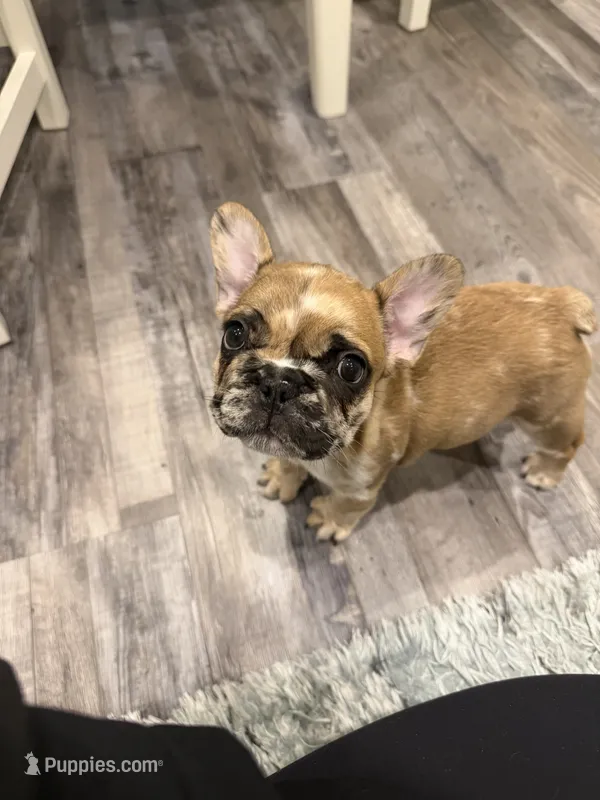 Prince – French Bulldog puppy for sale in New Baltimore, MI