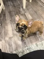 Prince, a male French Bulldog for sale in New Baltimore, MI – 1 of 3