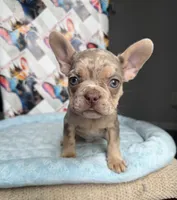 Isabella Tan Merle male, a male French Bulldog for sale in New Baltimore, MI – 2 of 5