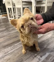 Chance - Fluffy Isabella Fawn , a male French Bulldog for sale in New Baltimore, MI – Photo 1 of 2