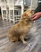 Chance - Fluffy Isabella Fawn , a male French Bulldog for sale in New Baltimore, MI – Photo 2 of 2