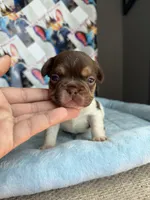 Rojo tan pied male, a male French Bulldog for sale in New Baltimore, MI – 2 of 2