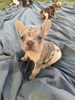 Isabella Tan Merle male, a male French Bulldog for sale in New Baltimore, MI – 5 of 5