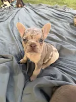 Isabella Tan Merle male, a male French Bulldog for sale in New Baltimore, MI – 3 of 5