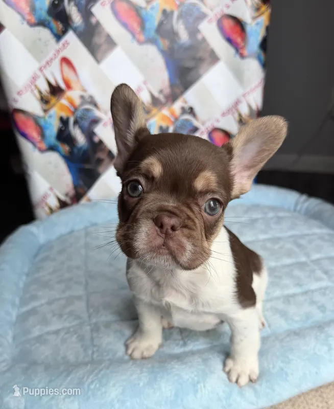 Rojo tan pied male – French Bulldog puppy for sale in New Baltimore, MI