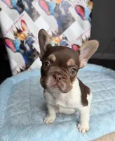 Rojo tan pied male, a male French Bulldog for sale in New Baltimore, MI – 1 of 5
