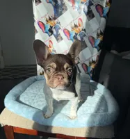 Rojo tan pied male, a male French Bulldog for sale in New Baltimore, MI – 2 of 8