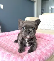 Rudy- blue fluffy, a male French Bulldog for sale in New Baltimore, MI – Photo 4 of 10