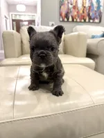 Rudy- blue fluffy, a male French Bulldog for sale in New Baltimore, MI – Photo 6 of 10