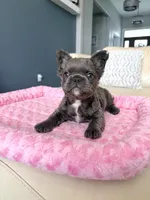 Rudy- blue fluffy, a male French Bulldog for sale in New Baltimore, MI – Photo 3 of 10