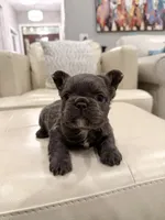 Rudy- blue fluffy, a male French Bulldog for sale in New Baltimore, MI – Photo 8 of 10