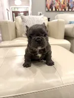 Rudy- blue fluffy, a male French Bulldog for sale in New Baltimore, MI – Photo 7 of 10