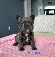 Rudy- blue fluffy, a male French Bulldog for sale in New Baltimore, MI – Photo 2 of 10