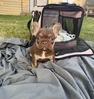 Rojo tan male, a male French Bulldog for sale in New Baltimore, MI – 7 of 8