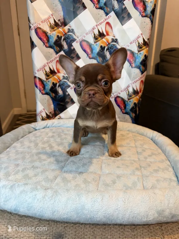Rojo and tan male – French Bulldog puppy for sale in New Baltimore, MI