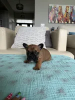 George, a male French Bulldog for sale in New Baltimore, MI – 3 of 5