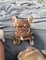Rojo tan male, a male French Bulldog for sale in New Baltimore, MI – 5 of 8