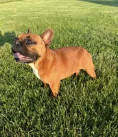 George, a male French Bulldog for sale in New Baltimore, MI – 4 of 5