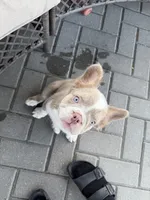 Caesar - Fluffy Husky Newshade Isabella , a male French Bulldog for sale in New Baltimore, MI – 5 of 6