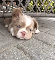 Caesar - Fluffy Husky Newshade Isabella , a male French Bulldog for sale in New Baltimore, MI – 2 of 8