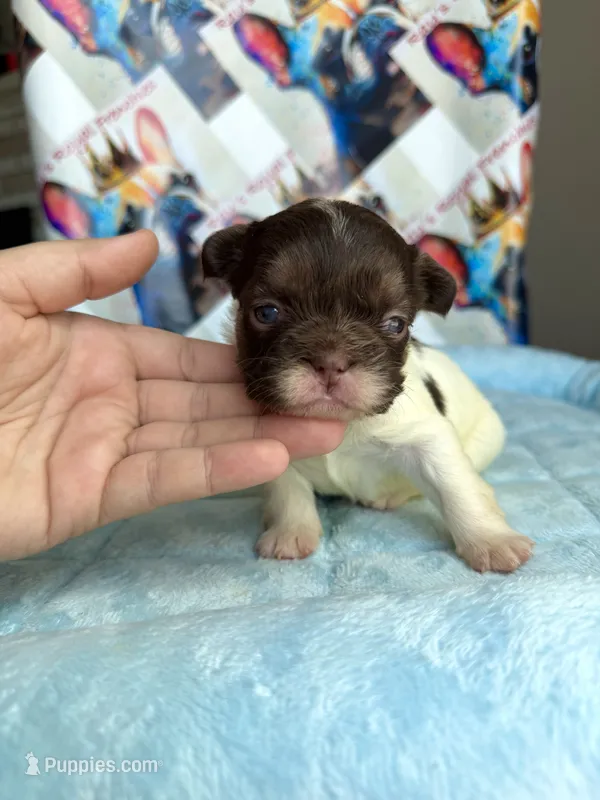 Rojo tan pied fluffy female – French Bulldog puppy for sale in New Baltimore, MI