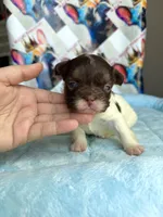 Rojo tan pied fluffy female, a female French Bulldog for sale in New Baltimore, MI – 1 of 1