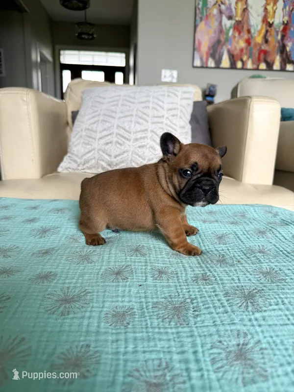 George – French Bulldog puppy for sale in New Baltimore, MI