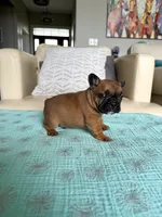 George, a male French Bulldog for sale in New Baltimore, MI – 1 of 5
