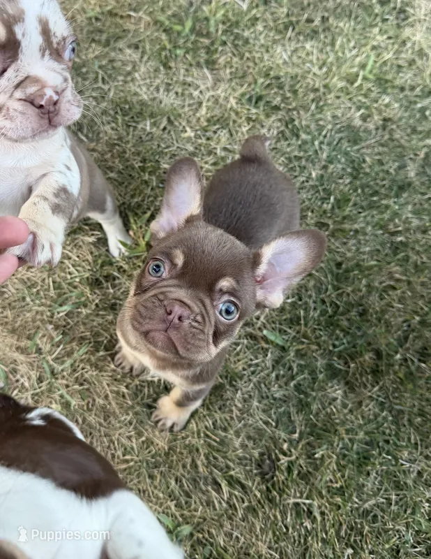 Rojo and tan male – French Bulldog puppy for sale in New Baltimore, MI