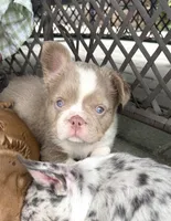 Caesar - Fluffy Husky Newshade Isabella , a male French Bulldog for sale in New Baltimore, MI – 6 of 8