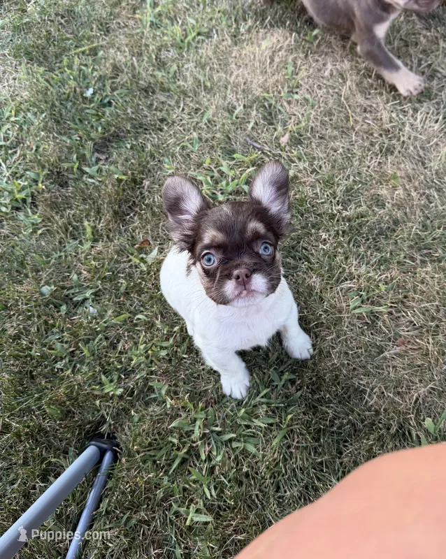Rojo tan pied fluffy female – French Bulldog puppy for sale in New Baltimore, MI