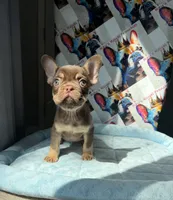 Rojo and tan male, a male French Bulldog for sale in New Baltimore, MI – 4 of 8
