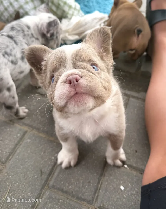 Caesar - Fluffy Husky Newshade Isabella  – French Bulldog puppy for sale in New Baltimore, MI