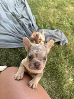 Isabella Tan Merle male, a male French Bulldog for sale in New Baltimore, MI – 4 of 5