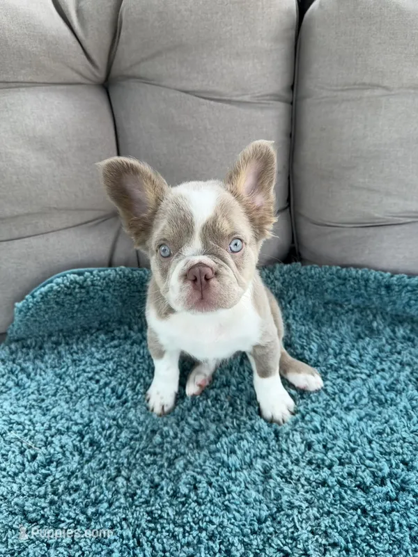 Caesar - Fluffy Husky Newshade Isabella  – French Bulldog puppy for sale in New Baltimore, MI